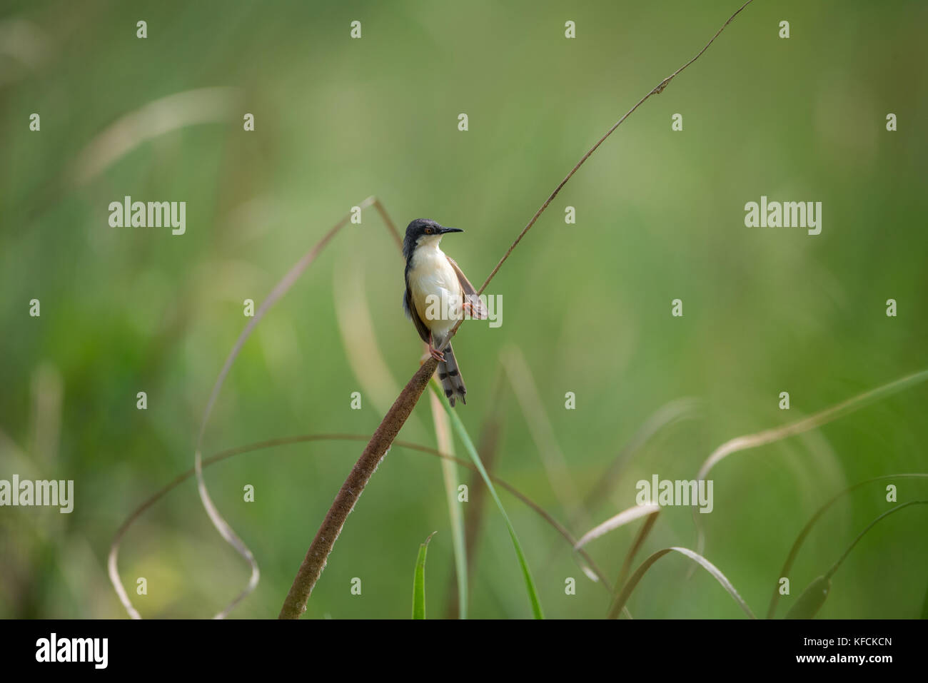 Ashy prinia Vogel thront auf einem Gras Pflanze Stockfoto