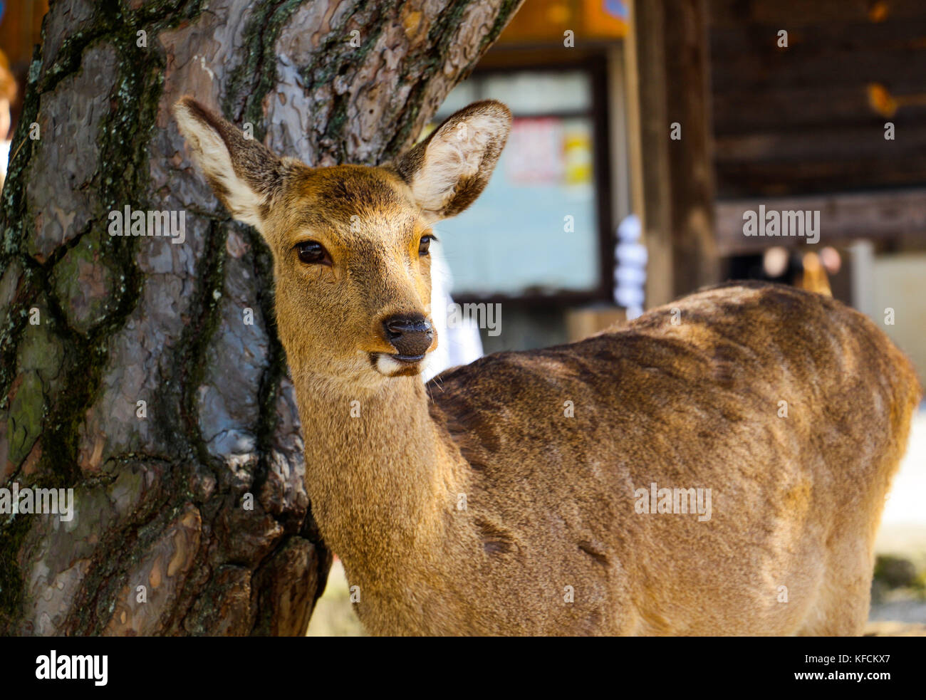 Rehe auf der Insel Miyajima japan. Auch als Deer Island bekannt. Stockfoto