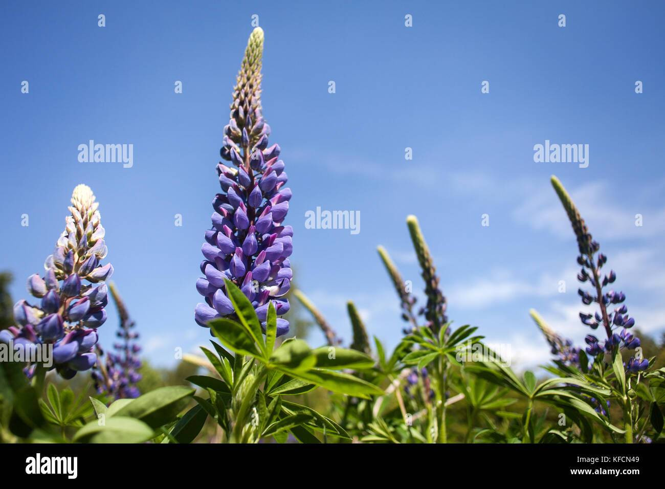 Blumen wachsen in der natur Fotos und Bildmaterial in hoher Auflösung