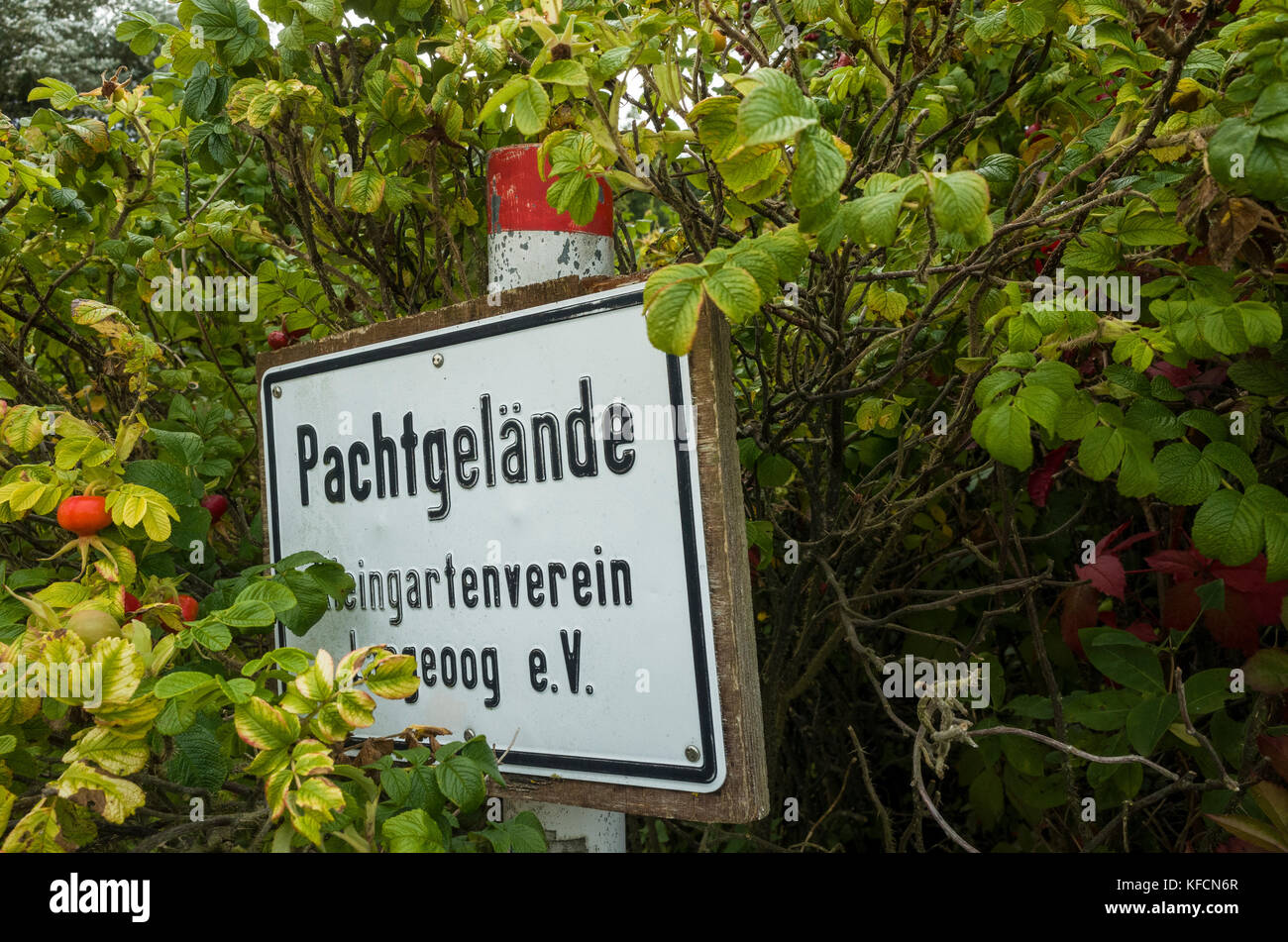 Pachtgelände feratel media technologies Langeoog. Deutschland. Deutschland. Den alten Ring Straße, die rund um den Zweiten Weltkrieg Landebahn lief. Diese ringstraße wurde gesprengt alle paar Meter durch die Kanadische Besatzer gegen Ende des Krieges. Dies war, um sicherzustellen, dass nichts wiederverwendet werden konnten. Bäume wurden in der Explosion Krater gepflanzt. Die eigentliche Landebahn asphaltiert war, wurde aufgebrochen und zurück in den Boden gepflügt. Lokal, das ganze Gebiet ist als "Klein Moskau" bezeichnet. Da dann die Ringstraße wurde aufgegebenen trotz seiner historischen Interesse. Stockfoto