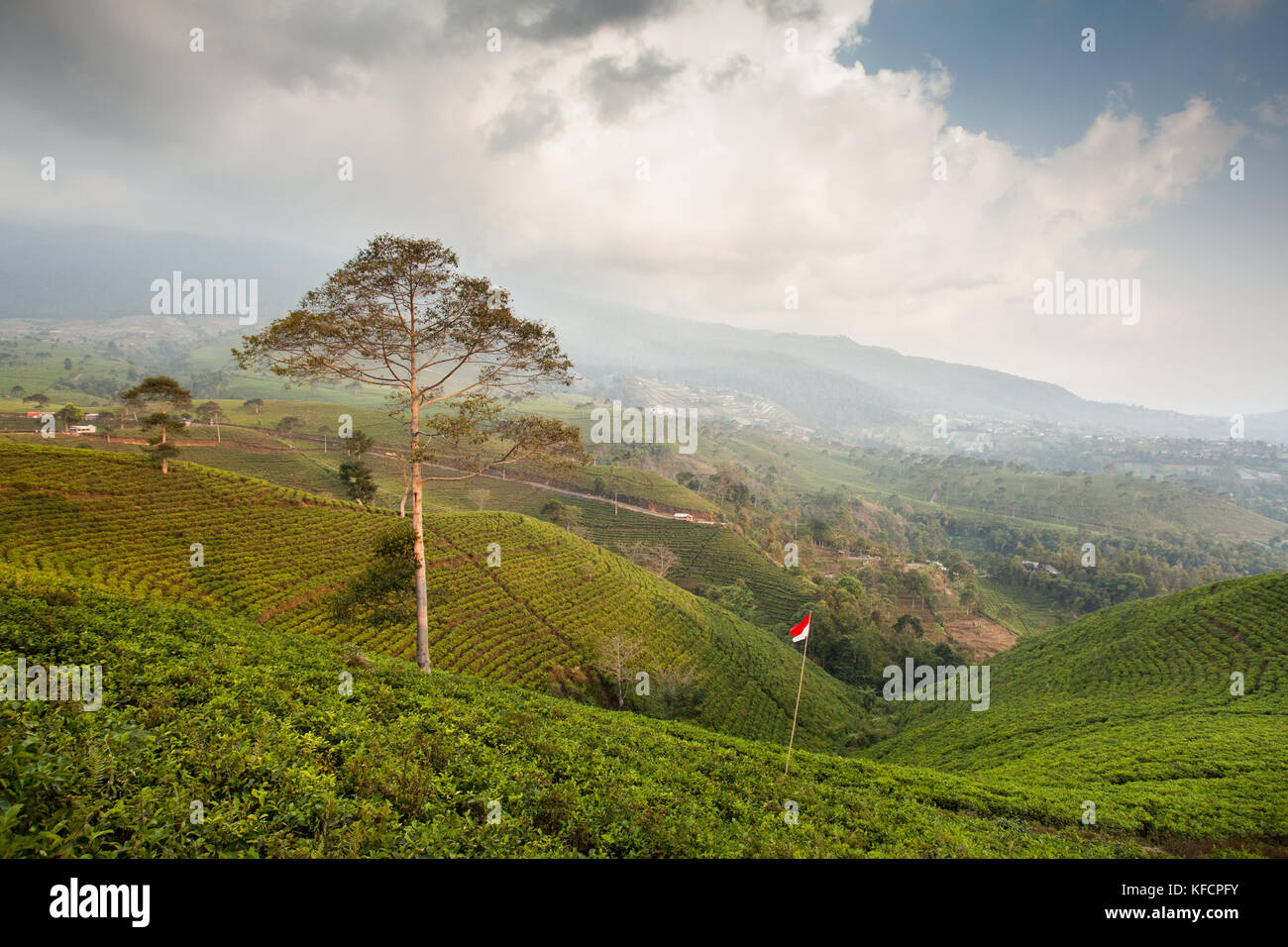 Grüne Landschaft mit sanften Hügeln in Teeplantagen bei kebun Teh kemuning in Java, Indonesien. ruhende Vulkan Gunung lawu im Hintergrund Stockfoto