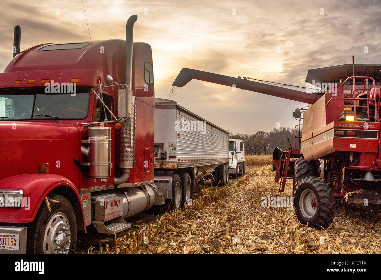 Entladen von Mais von einem roten Mähdrescher in einen roten Semi Truck bei der Maisernte mit einem weißen Halb hinter in Wisconsin. Stockfoto