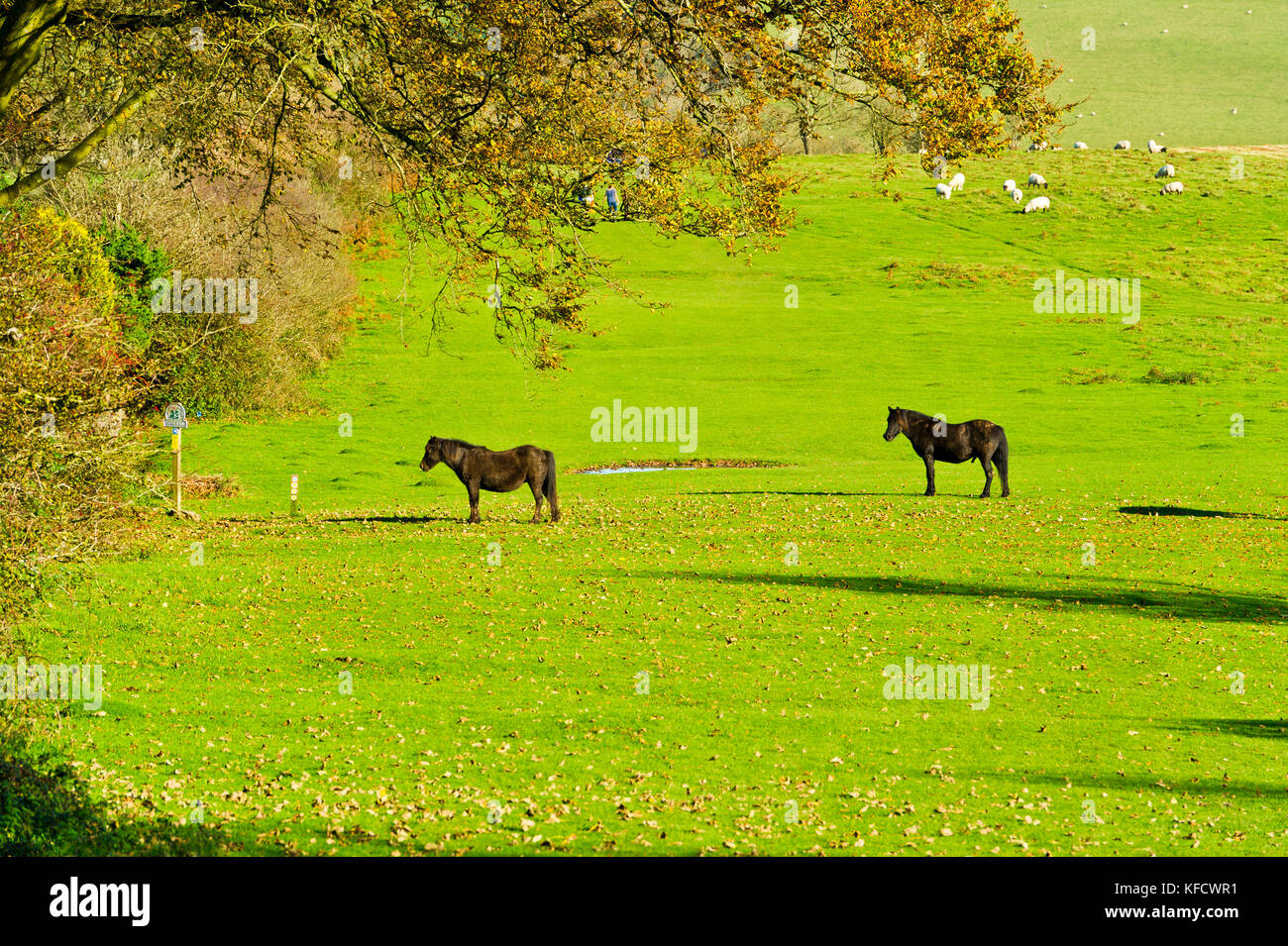 Pferde und Schafe auf nach unten schwanken, crook Peak, in der Nähe von Weston-super-Mare, Somerset Stockfoto