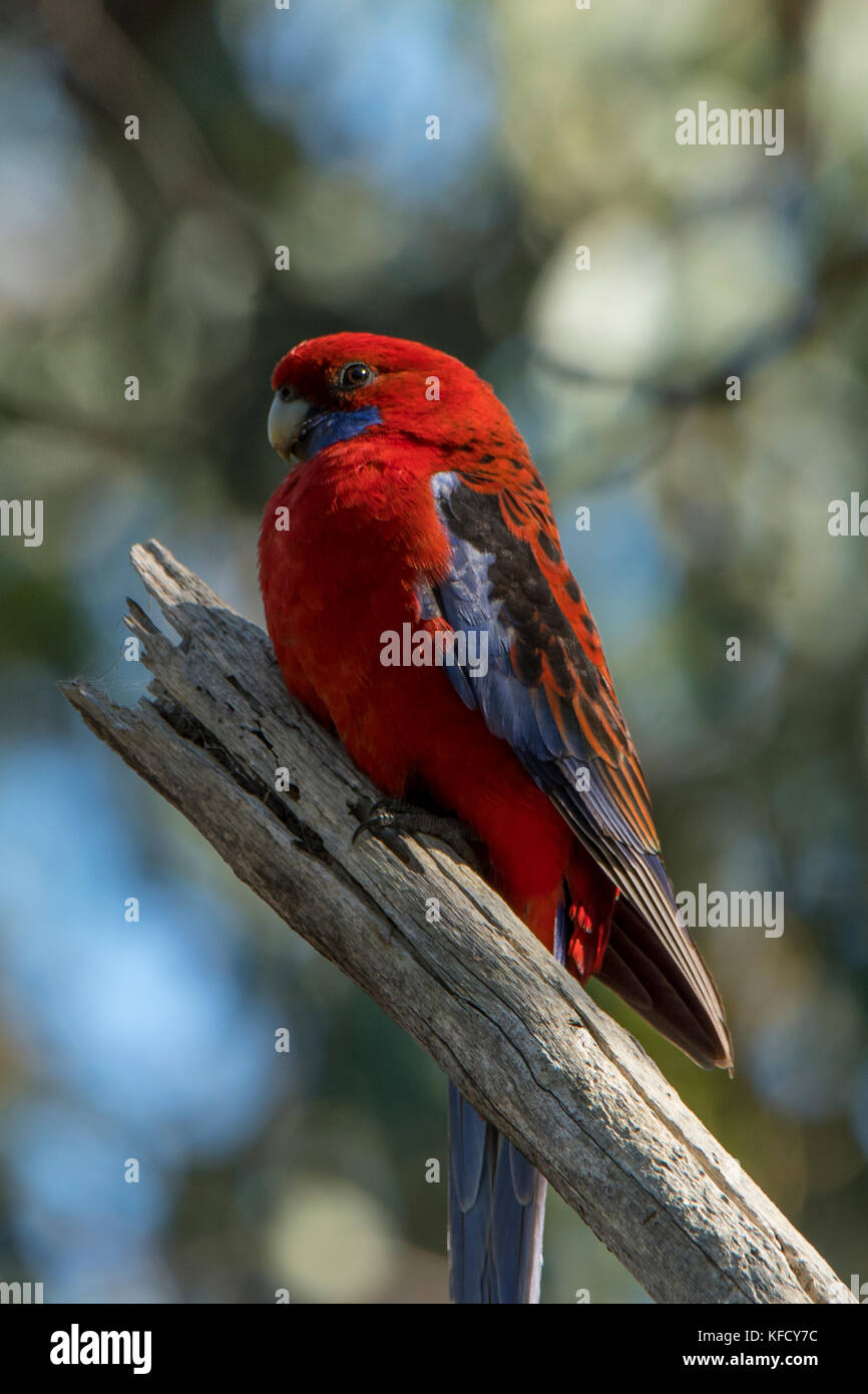 Crimson Rosella, platycercus elegans in der Nähe von wallan, Victoria, Australien Stockfoto
