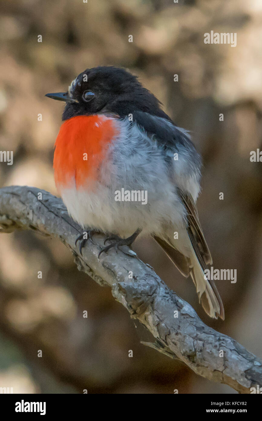 Scarlet Robin, boodang petroica in der Nähe von wallan, Victoria, Australien Stockfoto