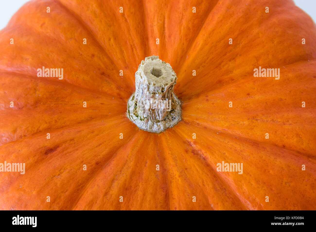 Blick von oben auf ein helles Orange Squash, Textur und Rauheit der Haut und Stammzellen. Stockfoto