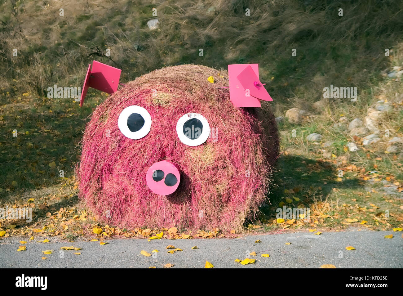 Rundballen verkleidet als eine lustige rosa Schwein an Herbst Stockfoto