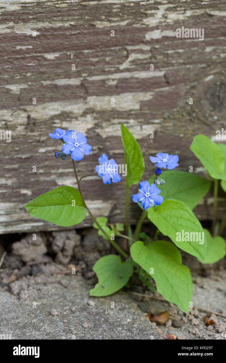 Nahaufnahme der wilden Vergiss mich nicht Blumen in einem Garten mit natürlichen Vintage Holz Hintergrund und Copyspace. Stockfoto