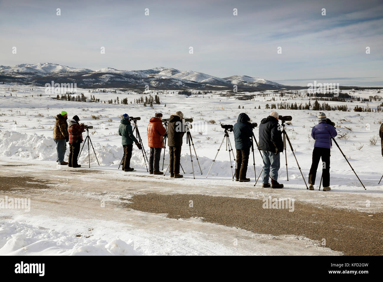 Usa, Wyoming, Yellowstone National Park, Wolf - Beobachter Line Up auf der Seite von blacktail Plateau fahren Sie ein Stück, blacktail Rotwild Plateau zu beobachten Stockfoto