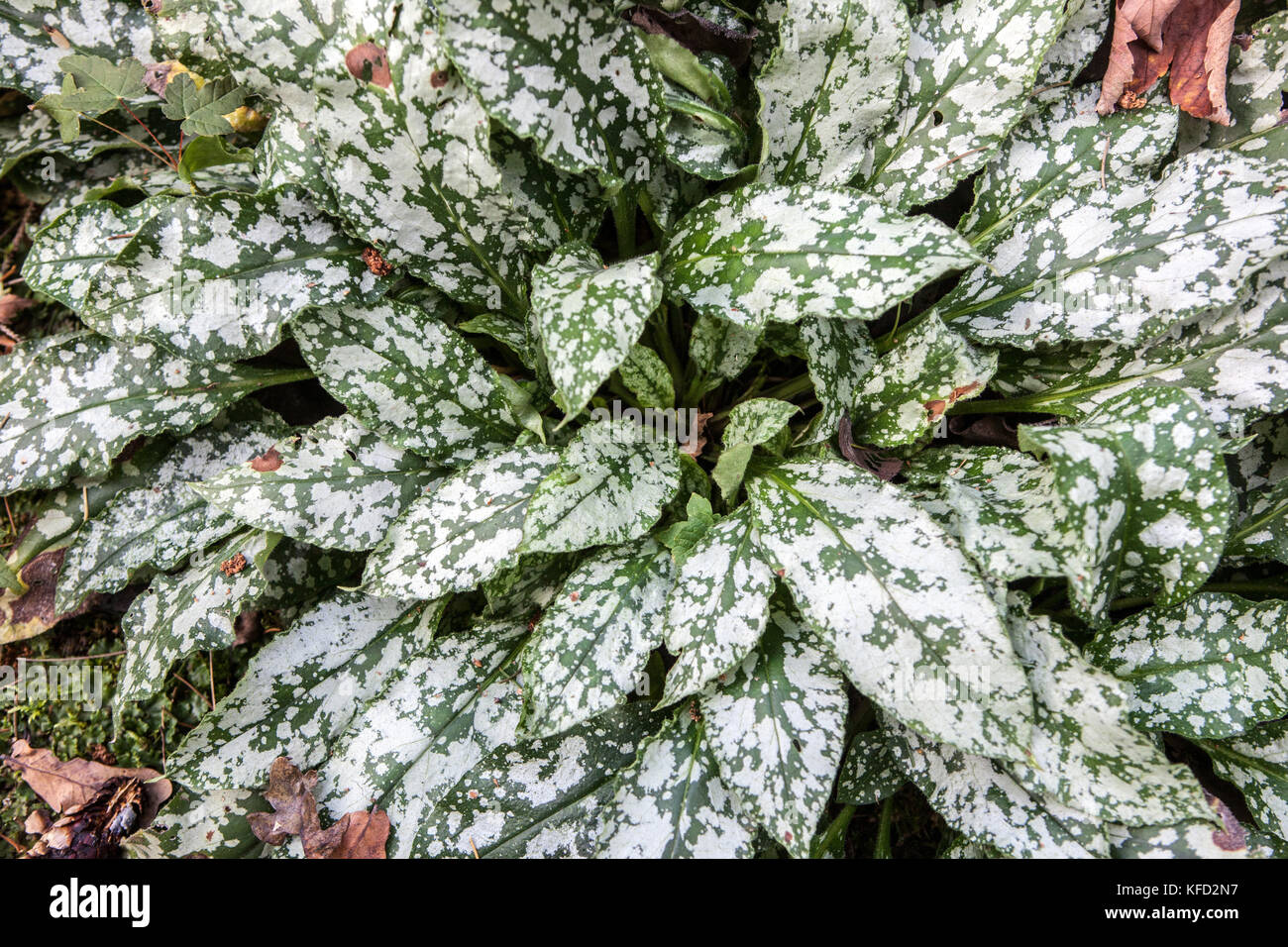 Langblatt-Lungenkraut Blätter Pulmonaria „Diana Clare“ Stockfoto