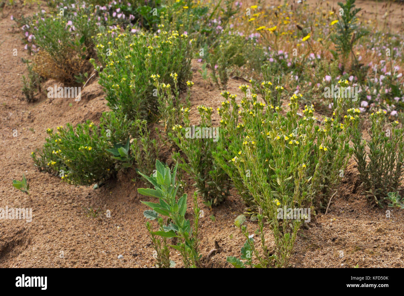 Sandtoadflax, 'Linaria arenaria', kurz, klebrig behaart, gelb geblüht, selten.gefunden in Sanddünen. Küstenlebensraum. Mai bis September. Braunton. VEREINIGTES KÖNIGREICH Stockfoto