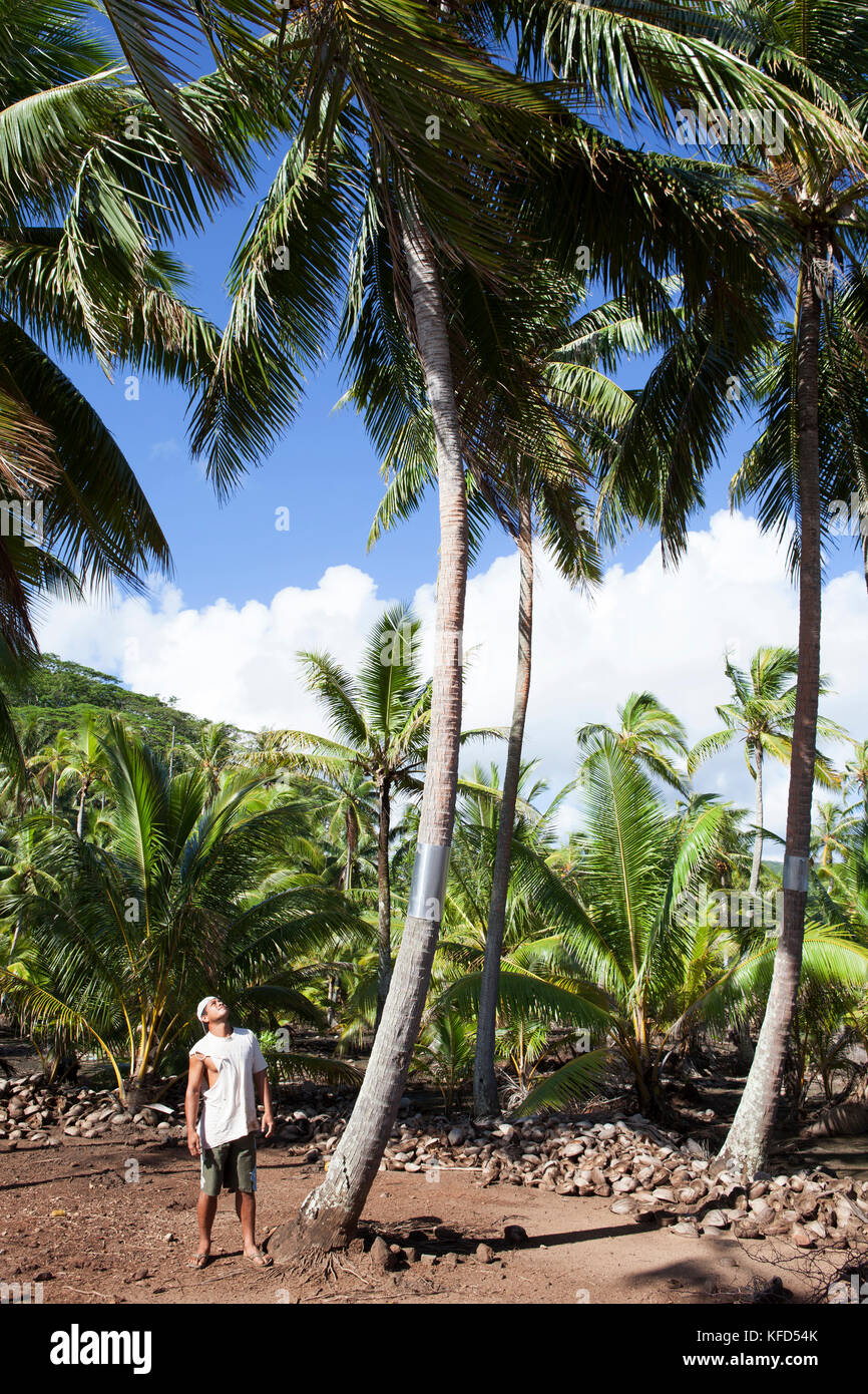 Französisch Polynesien Tahaa Island. Ein lokaler Mann auf eine Kokospalme. Stockfoto