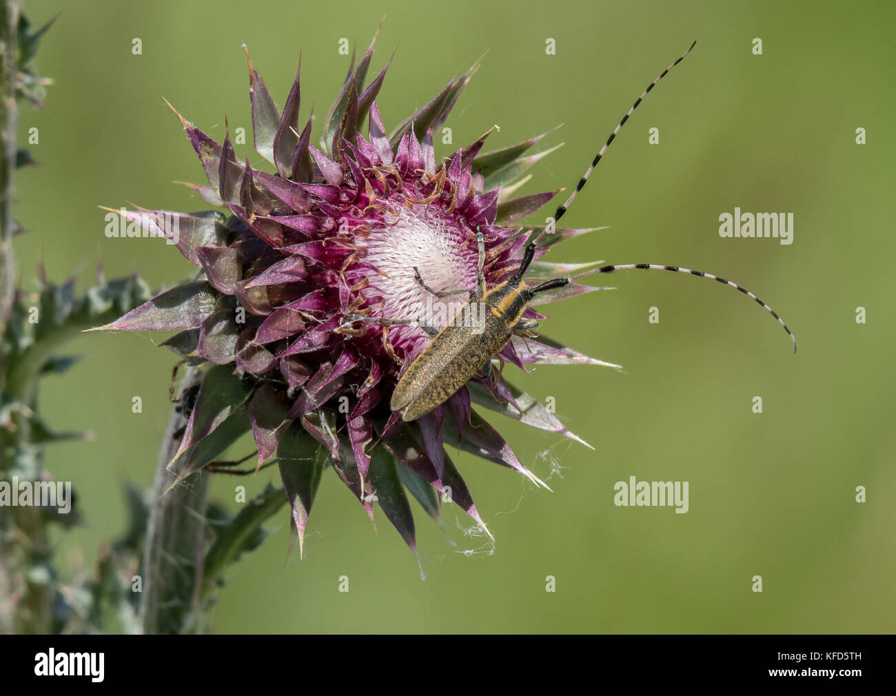 Nahaufnahme eines Longhorn beetle sitzen auf die Blüte einer Distel Stockfoto