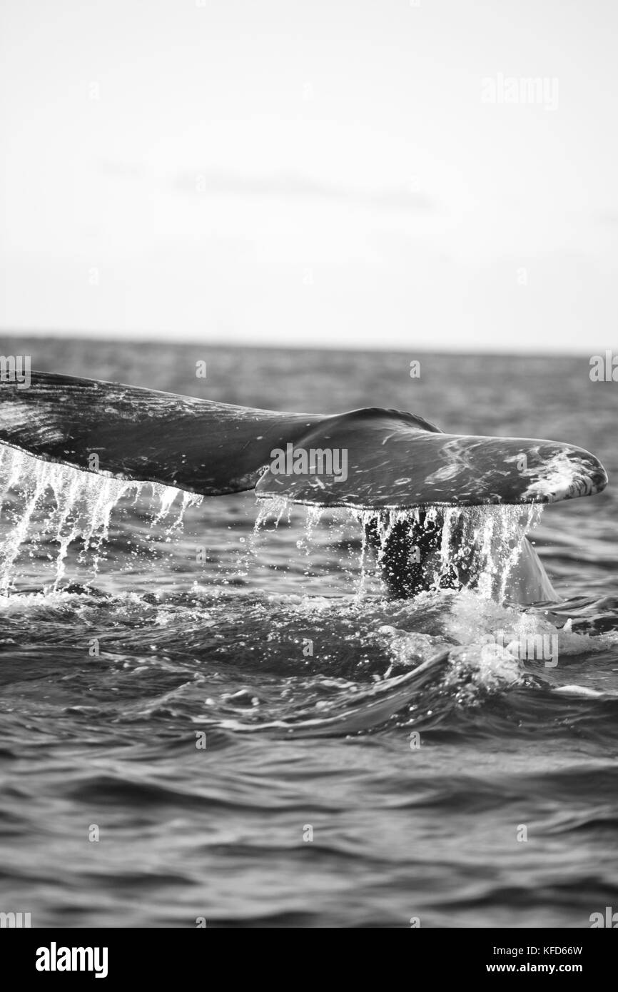 Mexiko, Baja, Magdalena Bay, Pazifischer Ozean, einem Grauen Wal gesehen, während sie Whale Watching in der Bucht Stockfoto
