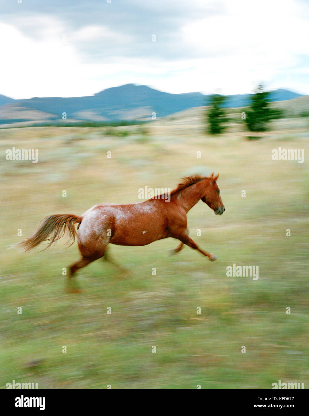 Usa, Montana, Pferd läuft im Feld, Gallatin National Forest, Emigrant Stockfoto