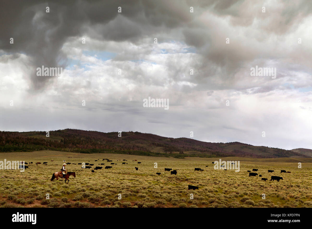 Usa, Wyoming, Lager, Cowboys bewegen Rinder über einen weiten offenen Landschaft hin zu einer für das Branding corral, Big Creek Ranch Stockfoto