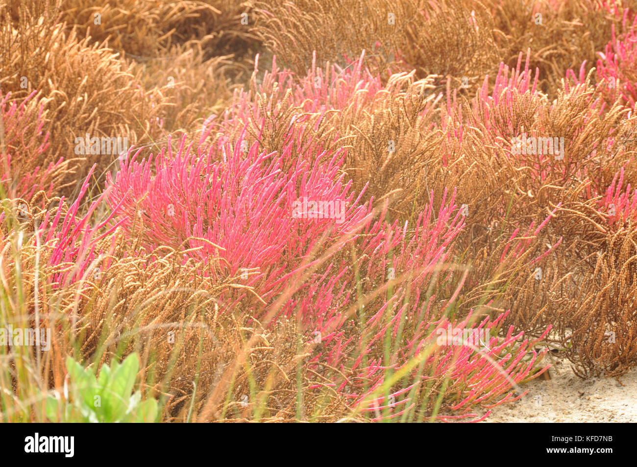 Viel Farbe in dieser Feuchtgebiete im Küstenbereich im Osten der Vereinigten Staaten Stockfoto