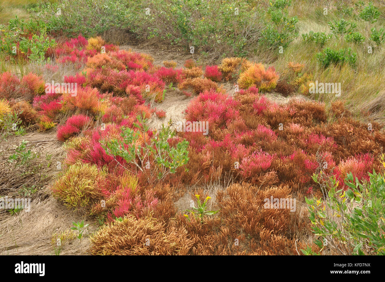 Viel Farbe in dieser Feuchtgebiete im Küstenbereich im Osten der Vereinigten Staaten Stockfoto