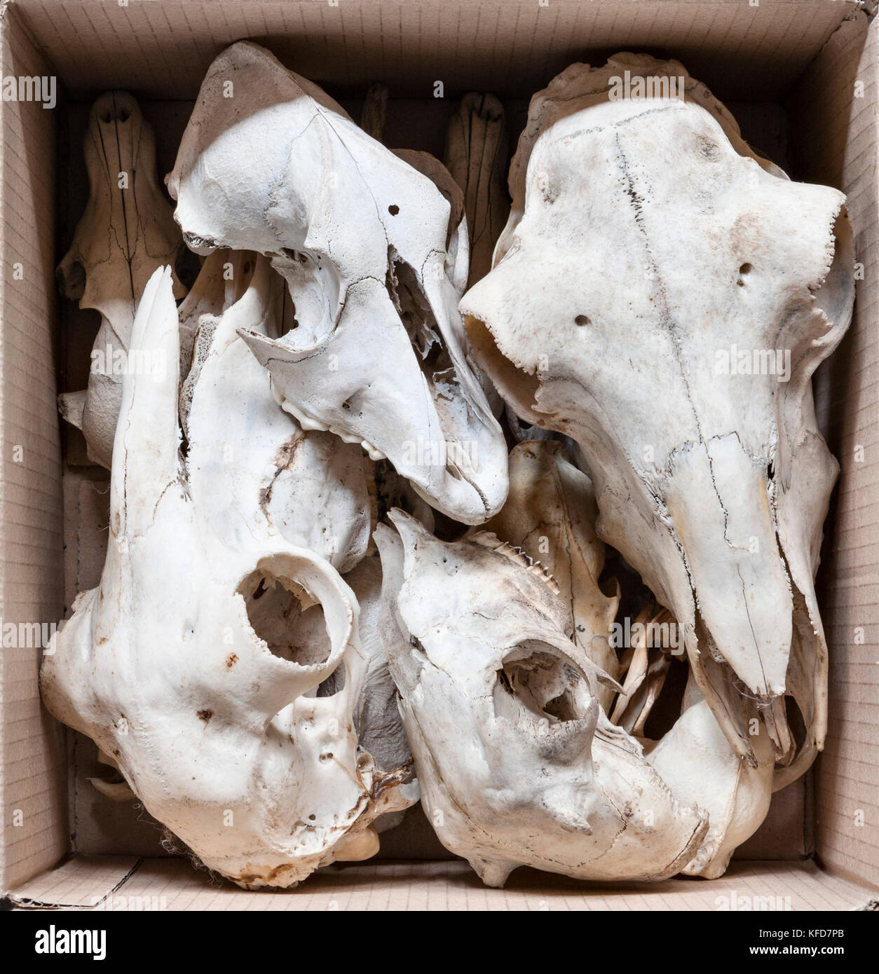 Eine Sammlung von Schafen Schädel in einem Karton für den Verkauf in einer Straße Markt Stockfoto