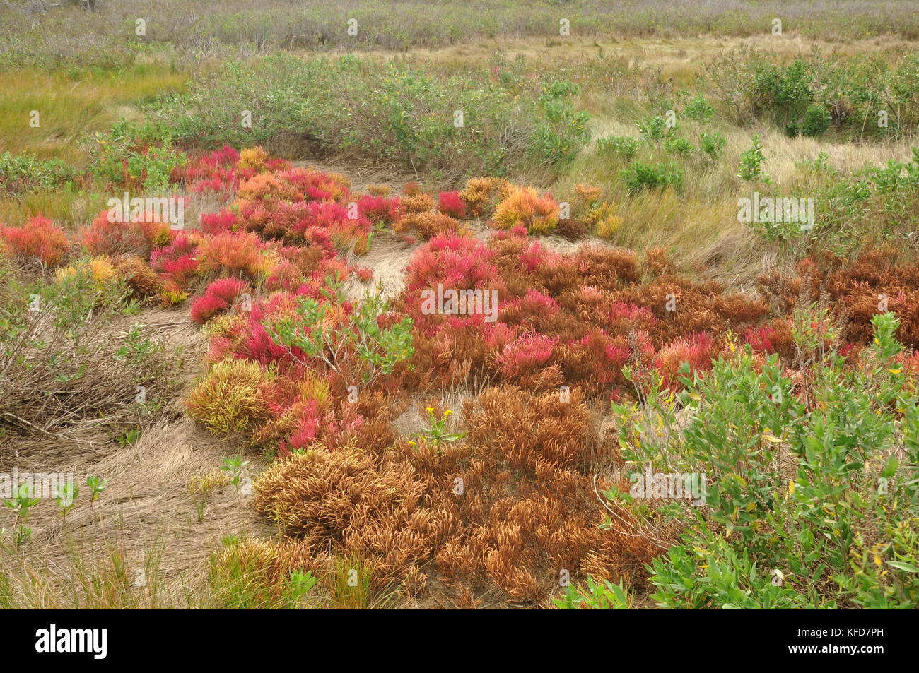 Viel Farbe in dieser Feuchtgebiete im Küstenbereich im Osten der Vereinigten Staaten Stockfoto