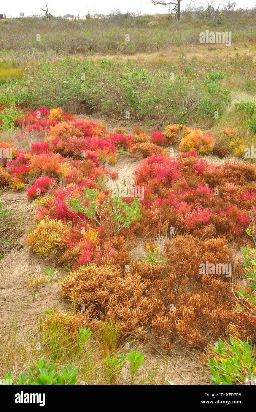 Viel Farbe in dieser Feuchtgebiete im Küstenbereich im Osten der Vereinigten Staaten Stockfoto