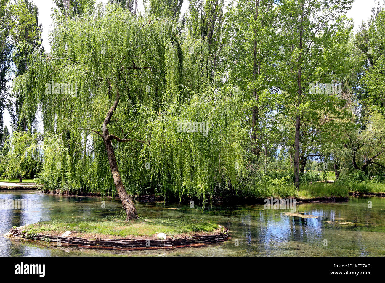 Kleine Insel mit Willow auf dem Fonti del Clitunno See in Umbrien. Stockfoto