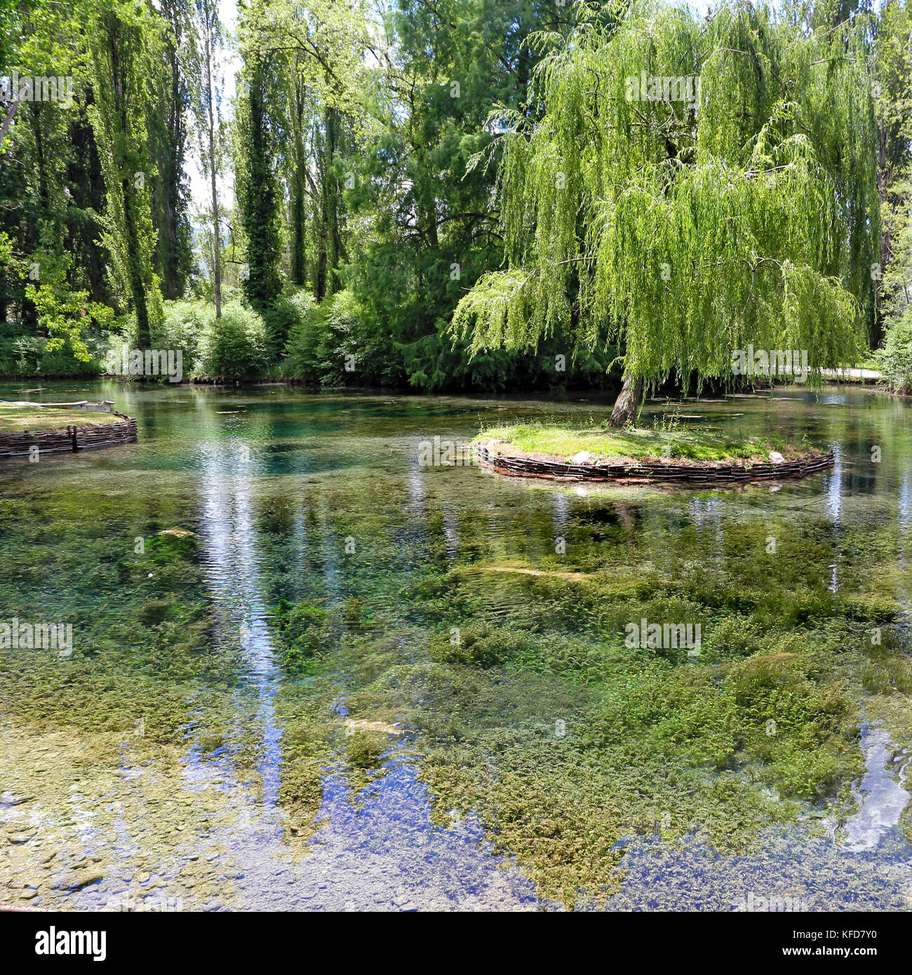 Kleine Insel mit Willow auf dem Fonti del Clitunno See in Umbrien. Stockfoto