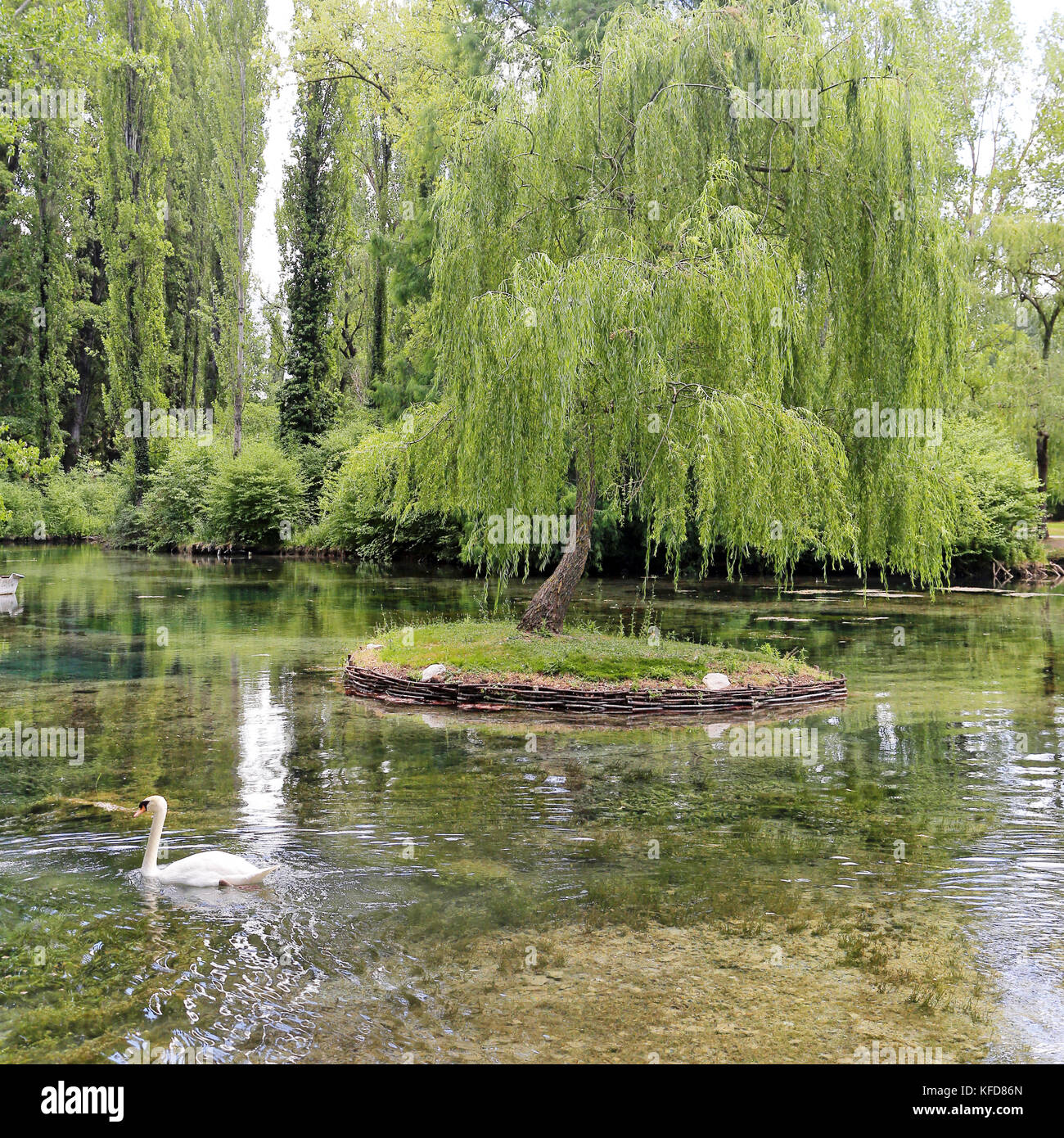 Kleine Insel mit Willow auf dem Fonti del Clitunno See in Umbrien. Stockfoto