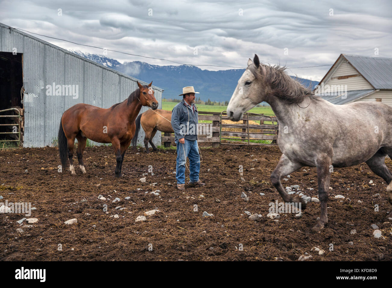 USA, Oregon, Enterprise, Cowboy und Rancher Todd Nash sammelt seine Pferde auf der Snyder Ranch für eine Viehfahrt im Nordosten Oregons Stockfoto