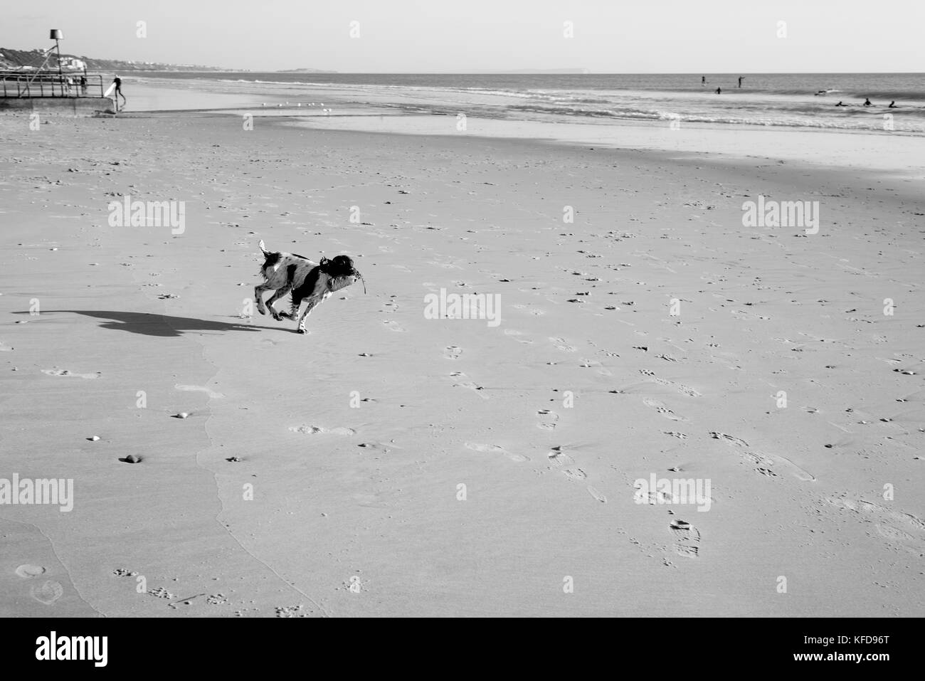 Ein Hund, der auf den Strand Stockfoto