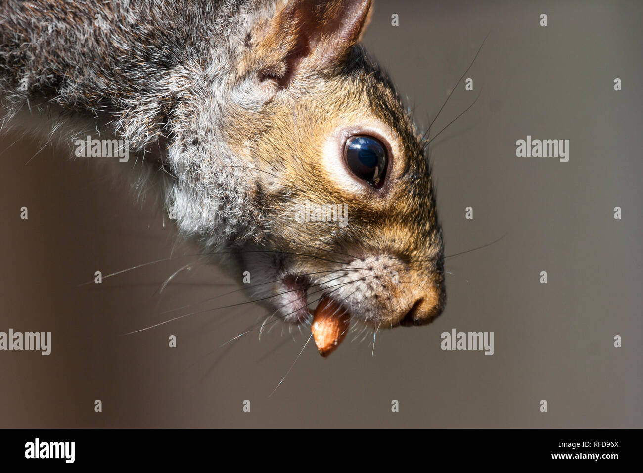 Graue Eichhörnchen aus der Nähe von Kopf- und Barthaare mit Erdnuss im Mund. isolierte Hintergrund Stockfoto