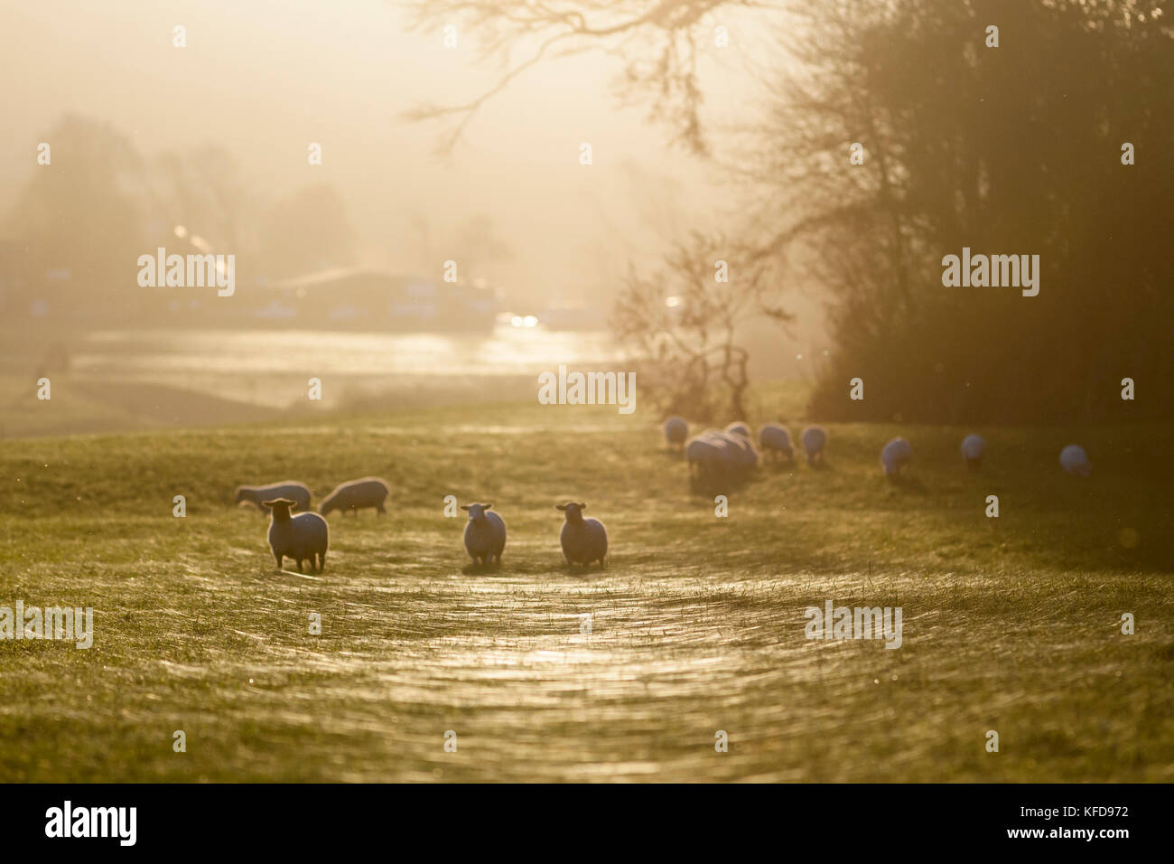 Schafe im Winter hazy Sun mit Spinnweben auf Gras Stockfoto