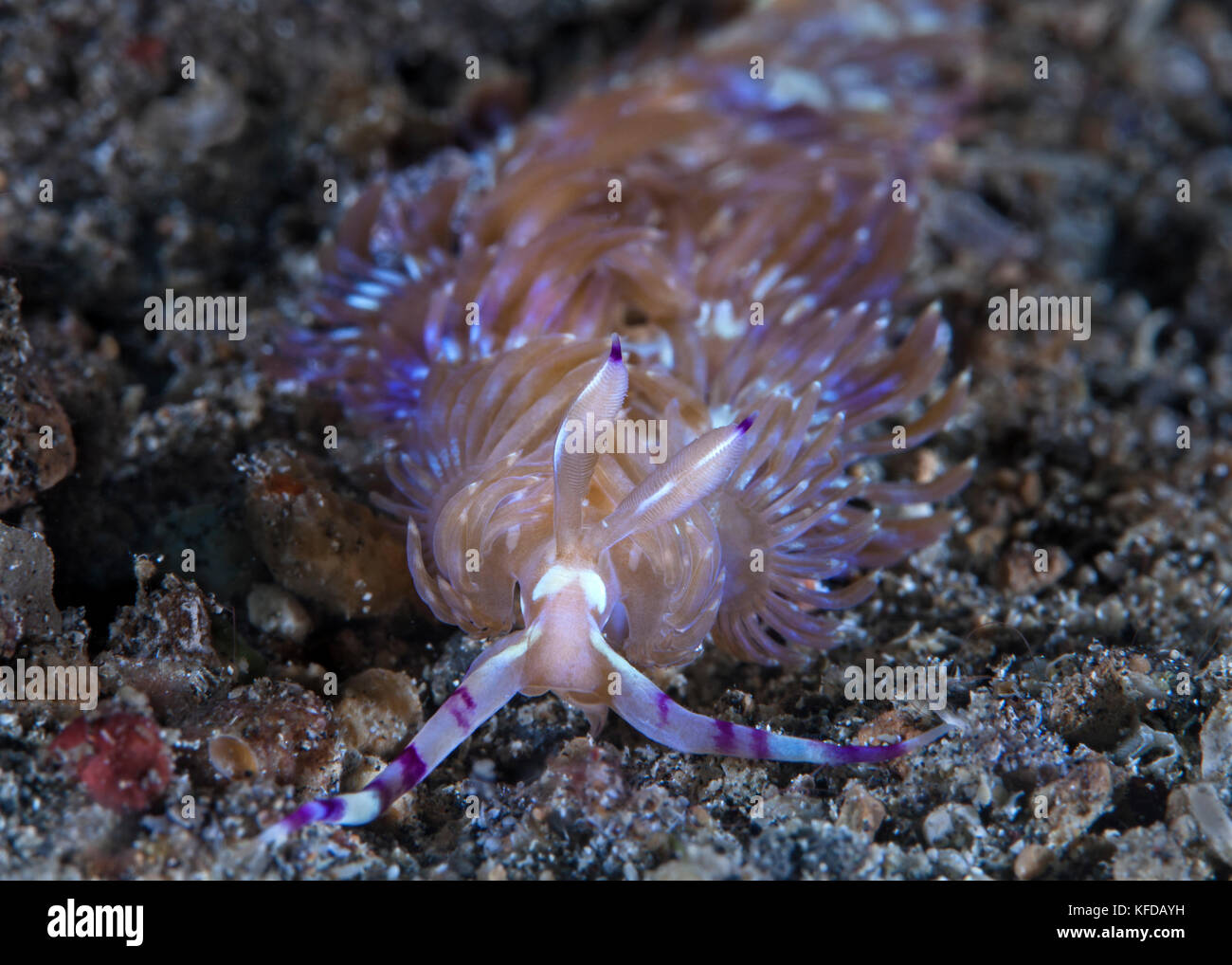 Blue Dragon Nacktschnecken, Pteraeolidia ianthina am Meeresboden. Lembeh Straits, Indonesien. Stockfoto