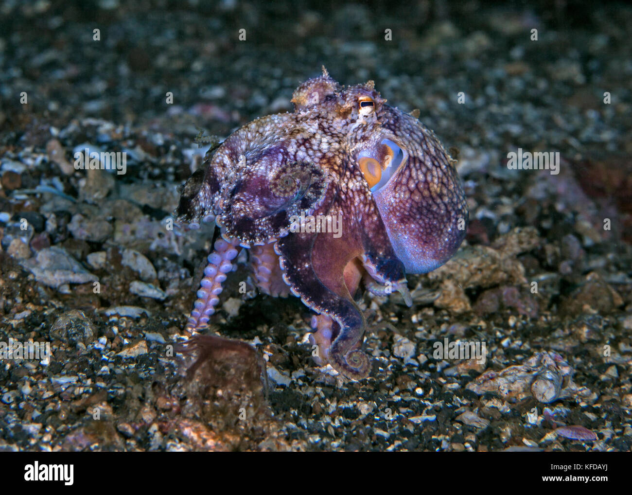Bluering Octopus, mit seiner Unterschrift Ruftonmuster ausgelöscht, Exerzitien zu Fuß auf Tentakeln. Lembeh Straits, Indonesien. Stockfoto