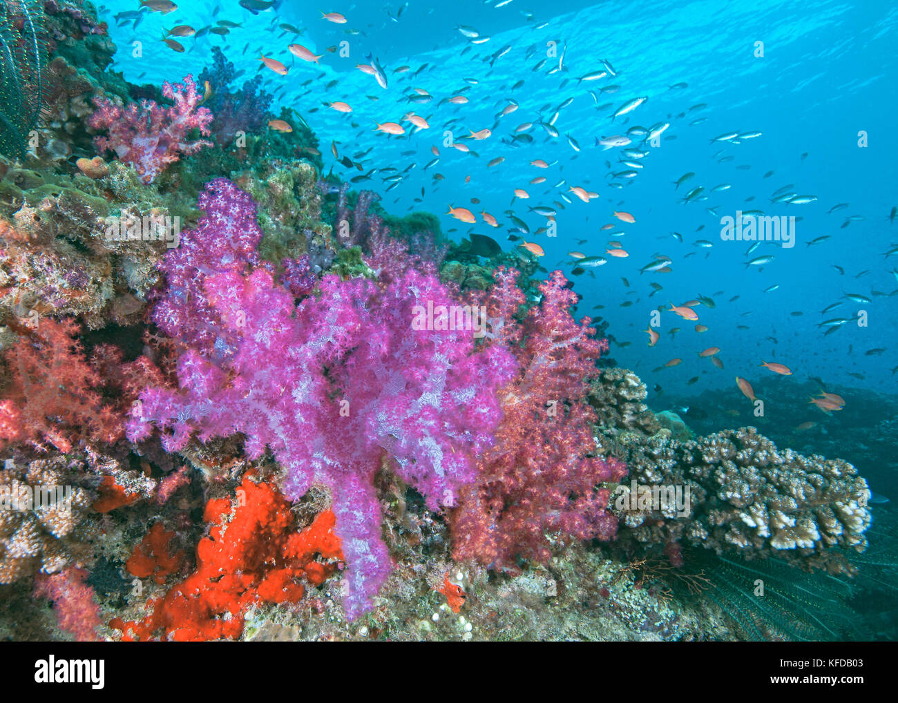 Palette der pastellfarbenen Weichkorallen Bäume (Dendronephthya sp.) auf einem Riff in der Beqa Lagoon, Viti Levu, Fidschi. Stockfoto