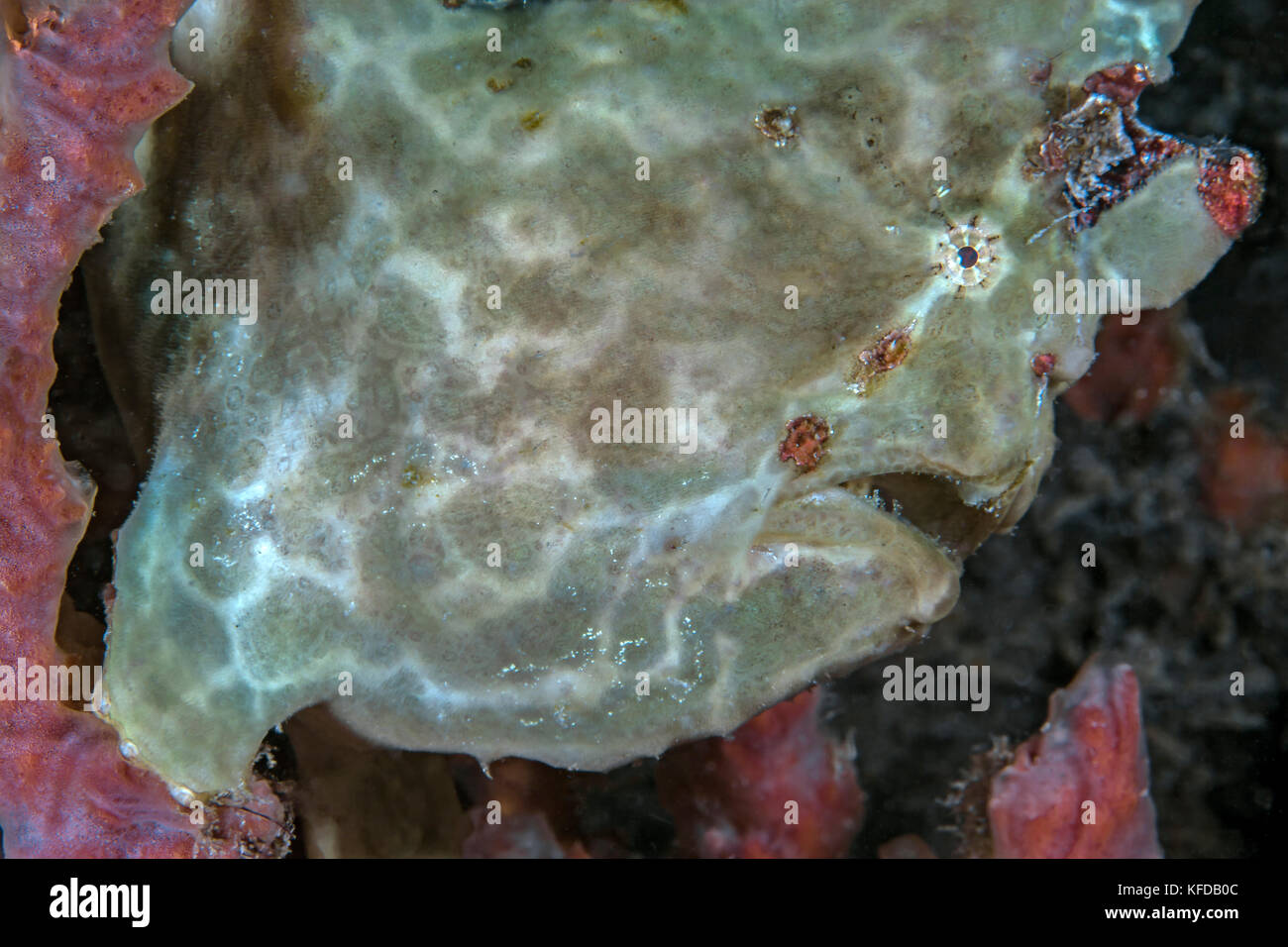 Riesige gelbe Anglerfische, liegt ganz still unter den Schwämmen, befindet sich in der Coral Reef getarnt. Ambon Bay, Indonesien. Stockfoto