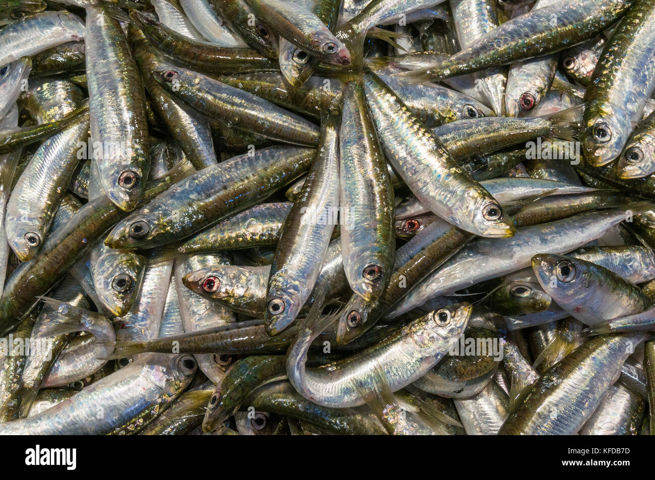 Viele frisch gefangenen Kleine ölige Fische zum Verkauf Sardinen Sardinen Sardinen Sardinen auf einem Marktstand Stockfoto