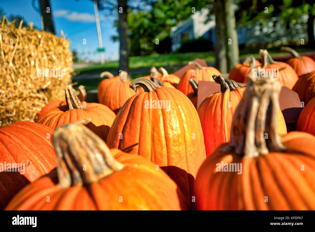 Kürbisse warten auf einen Wagen für das perfekte Heim im Herbst Jahreszeit von Halloween und Thanksgiving erworben werden. Stockfoto