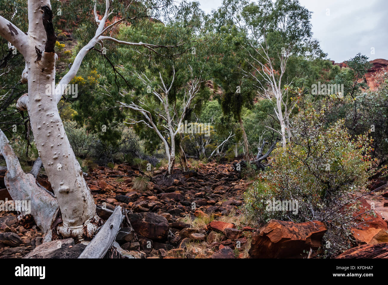 Die Flora des Kings Canyon Bed, Watarrka National Park, Australien Stockfoto