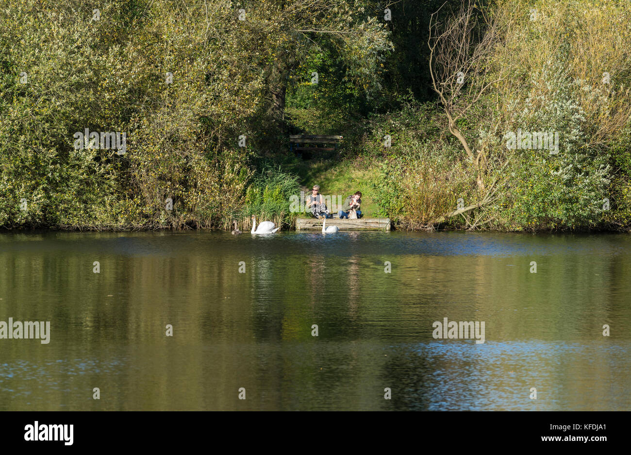 Zwei Damen setzte sich an einem See in der warmen Herbstsonne mit Höckerschwäne Stockfoto