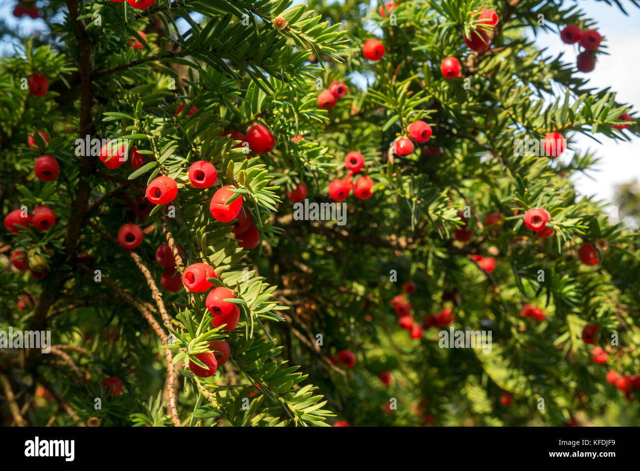 Nahaufnahme von Eibenzweigen mit roten Beeren bei Sonnenschein, Taxus baccata, East Lothian, Schottland, Großbritannien Stockfoto