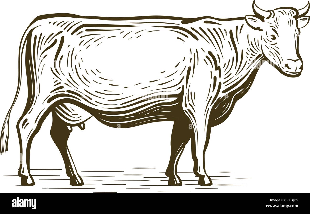 Nutztier, Kuh stehend, Zeichnung. Milchfarm, Vintage-Vektor-Illustration Stock Vektor