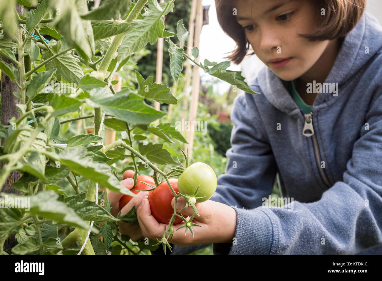 Ein junges Mädchen picks Bio Tomaten aus ihrem Haus Garten in bischeim, Frankreich. Stockfoto