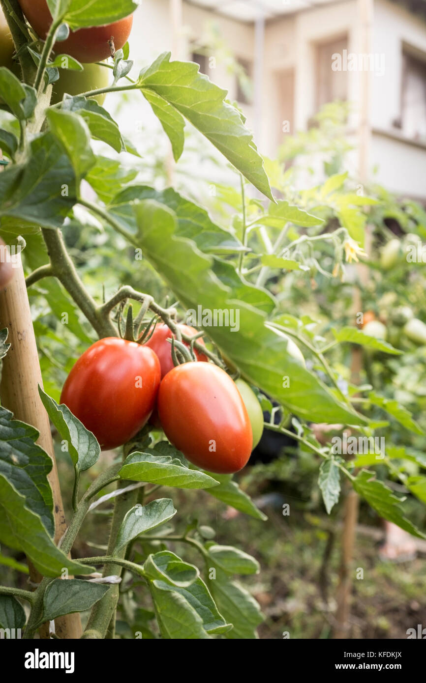 Bio-Tomaten auf der Rebe in einem Hausgarten in Bischeim, Frankreich. Stockfoto