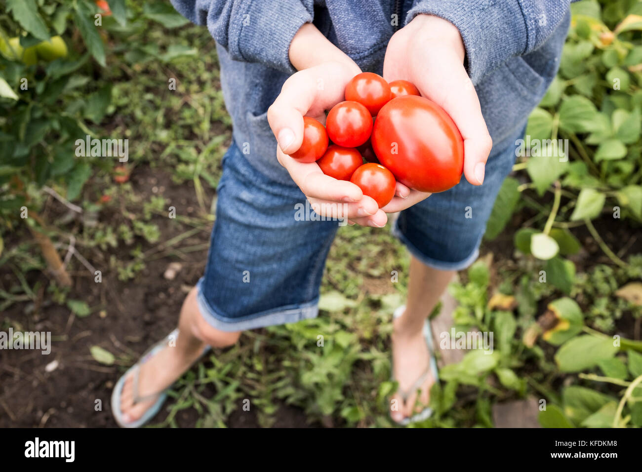 Ein junges Mädchen picks Bio Tomaten aus ihrem Haus Garten in bischeim, Frankreich. Stockfoto