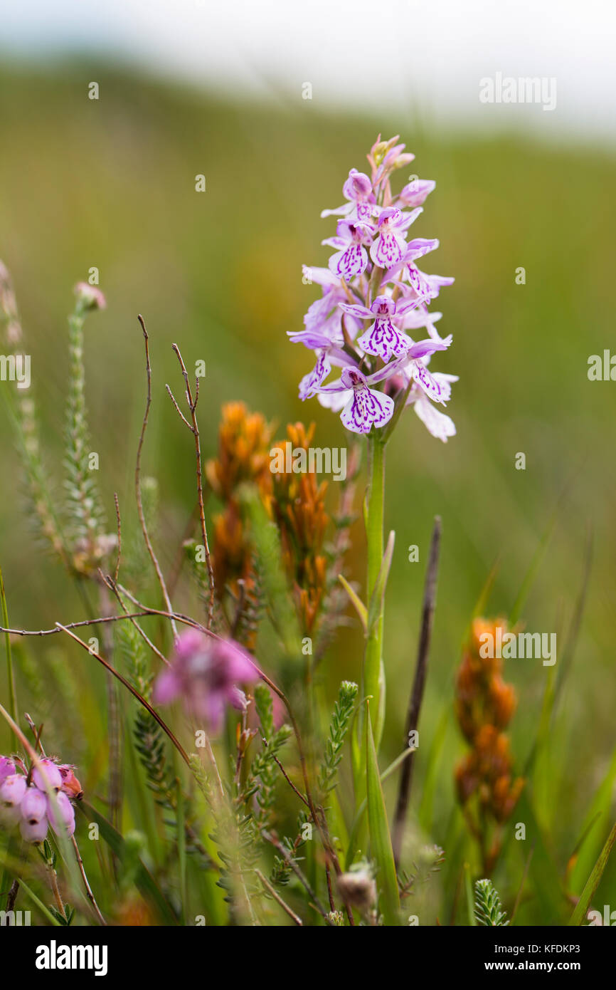 Orchid, Upland Lake District, Großbritannien Stockfoto