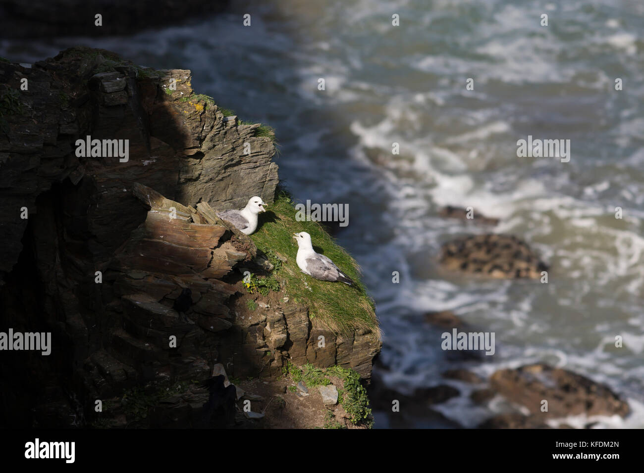 Eissturmvogel Paar auf Klippen - Nordküste von Cornwall, Cornwall, Großbritannien Stockfoto