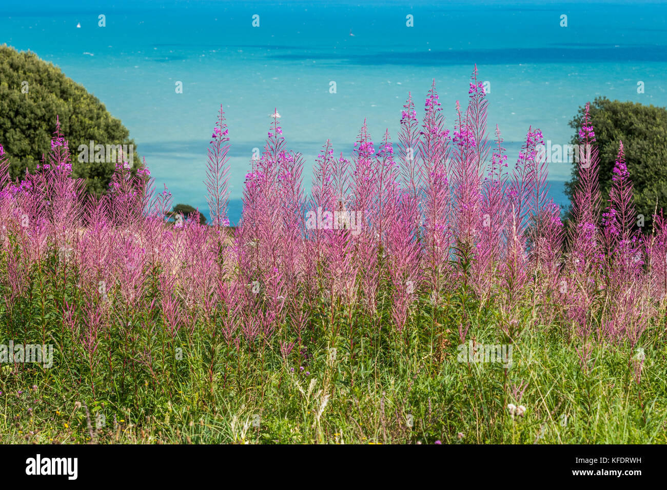 Groß, spikey lila Weidenröschen Küsten wildflower auf einer Klippe über Azur blauen Meer von Englischen Kanal Stockfoto