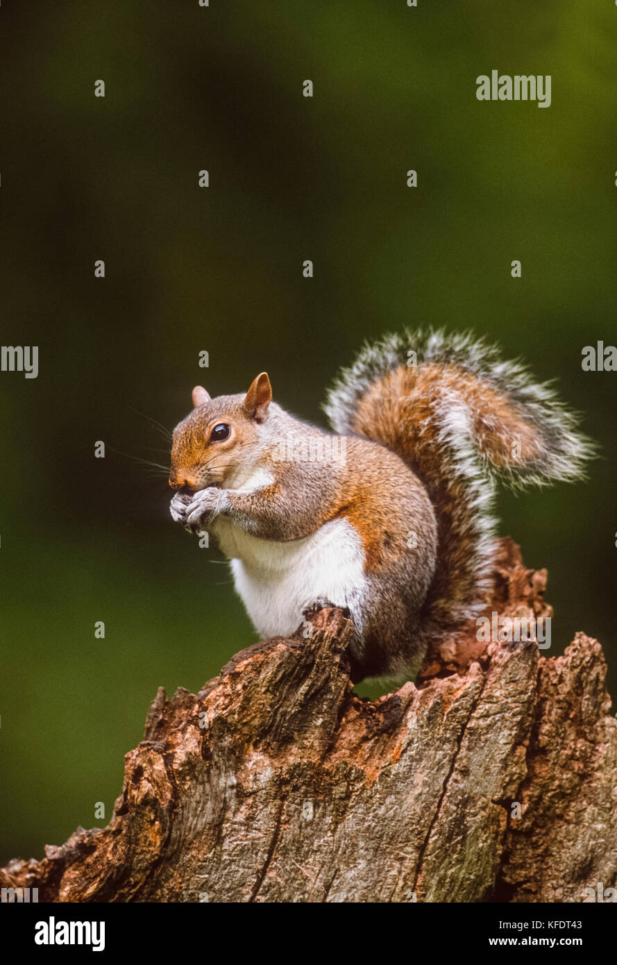 Graue Eichhörnchen oder Östliche Grauhörnchen (Sciurus carolinensis), Regents Park, London, Vereinigtes Königreich Stockfoto
