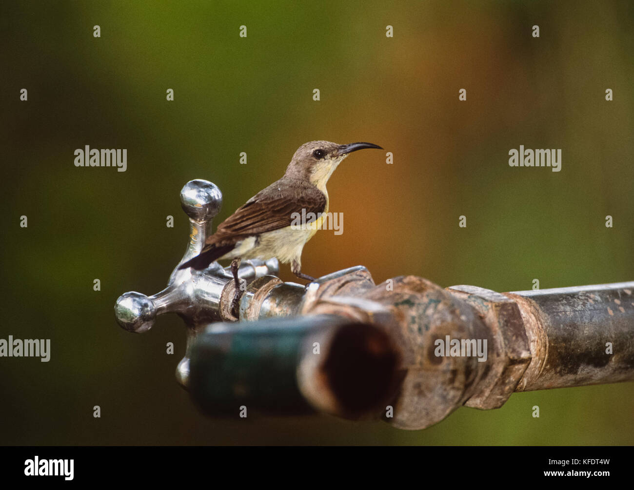 Weibliche Lila Sunbird, (Cinnyris asiaticus), Trinken von Leitungswasser, Keoladeo Ghana National Park, Bharatpur, Rajasthan, Indien Stockfoto